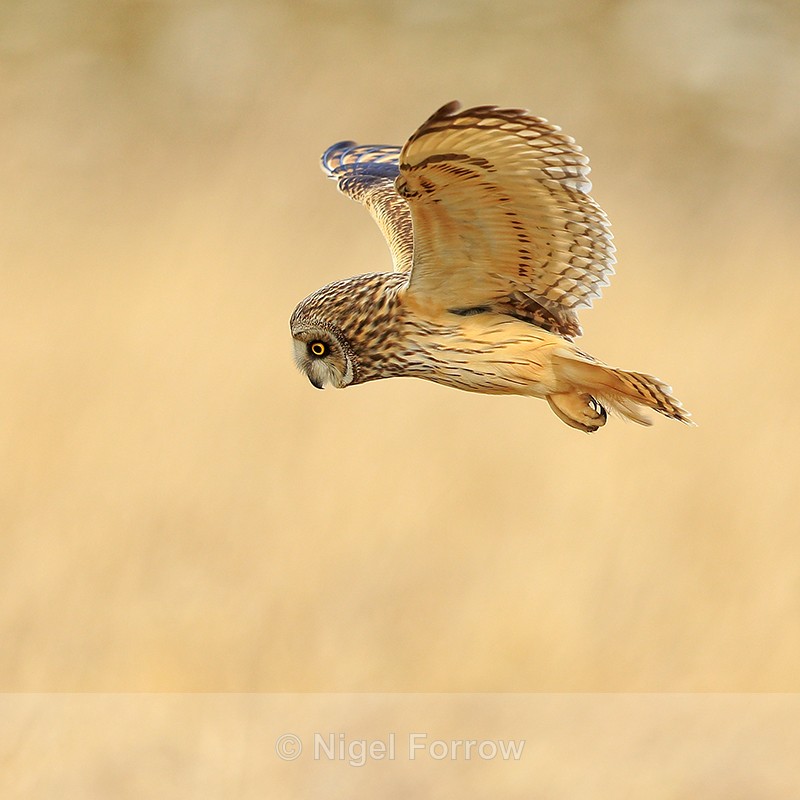 Short-eared Owl hovering close, Hawling, Gloucestershire - Short-eared Owl