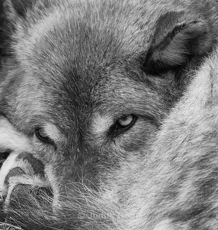Wolf Curled - Yellowstone