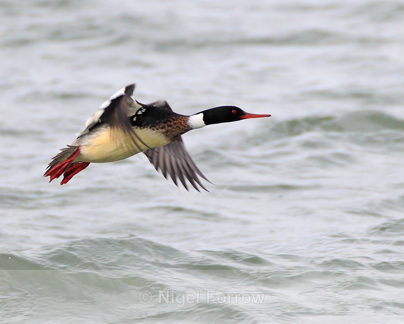 Red-breasted Merganser (male) takes to the air in Poole Harbour - Red-breasted Merganser