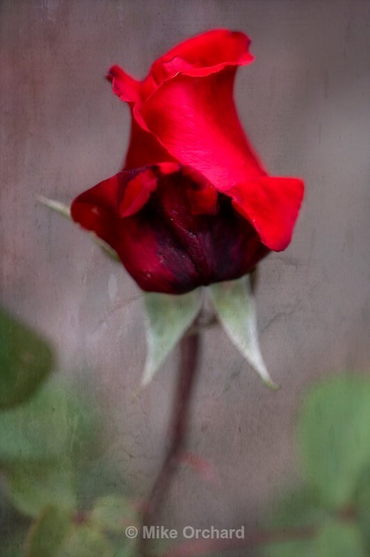 Red Rose - Floral