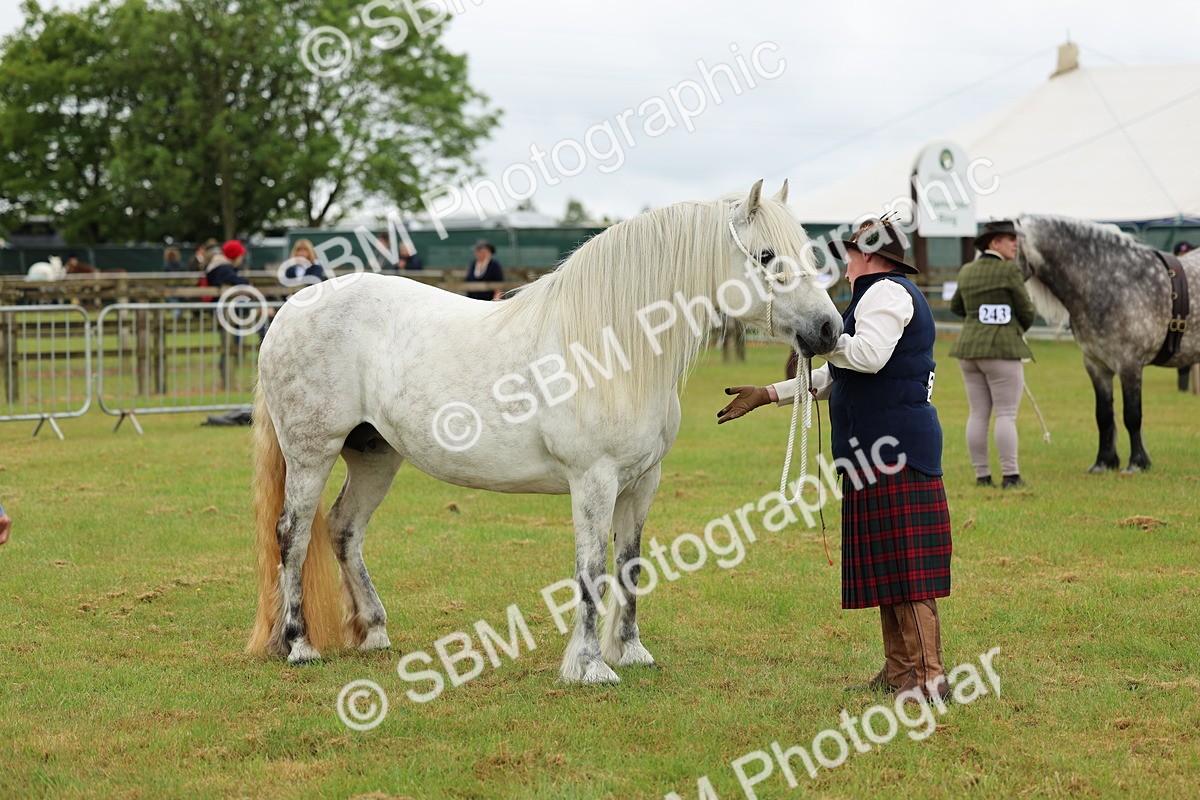 SBM_00528 - Class 58-67 - M&M Non Welsh Pony In hand