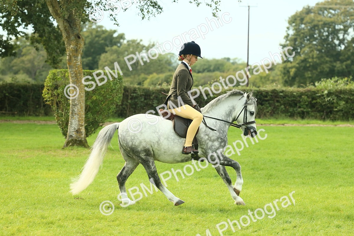 SBM_69821 - S59 - Mountain & Moorland Ridden Small Breeds