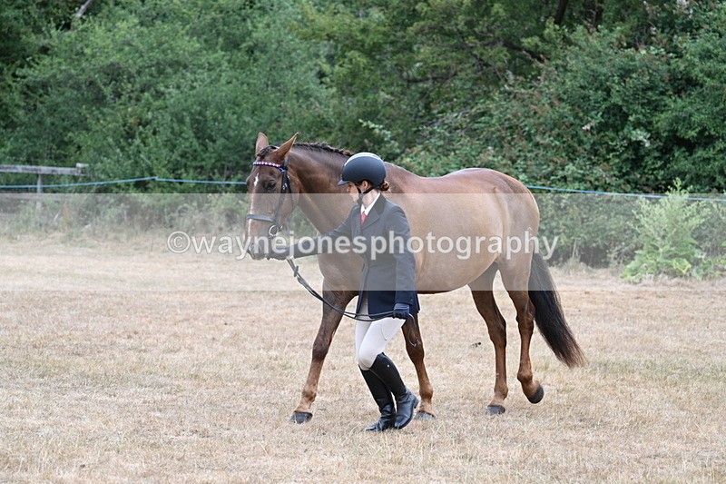 WJ7_0078 - Class 5a Most Handsome Gelding (above 14.2hh)