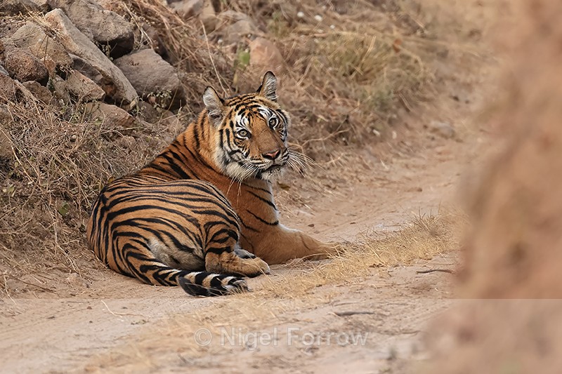 Tiger laying on road, Bandhavgarh Reserve, Madhyra Pradesh, India - Tiger