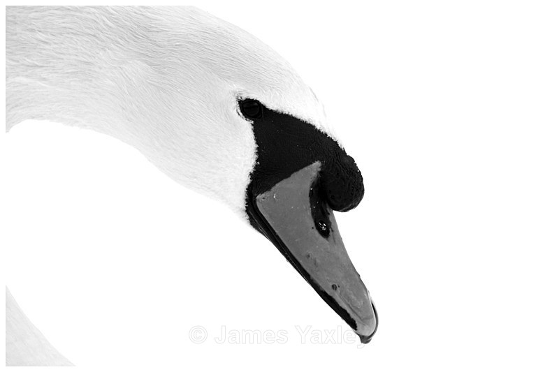 Snow Swan Monochrome - Photography by Tom Yaxley