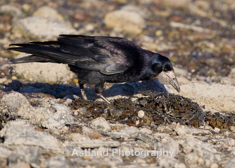Astland Photography, Bird and Wildlife Images, Susan and Peter Wilson, U.K.