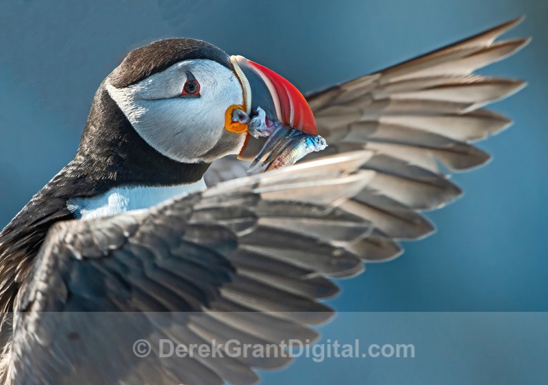 Atlantic Puffin Stretching it's Wings - Birds of Atlantic Canada