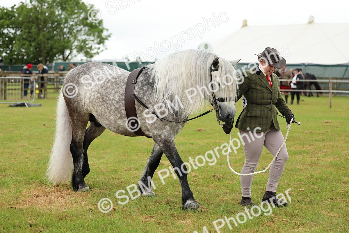 SBM_00504 - Class 58-67 - M&M Non Welsh Pony In hand