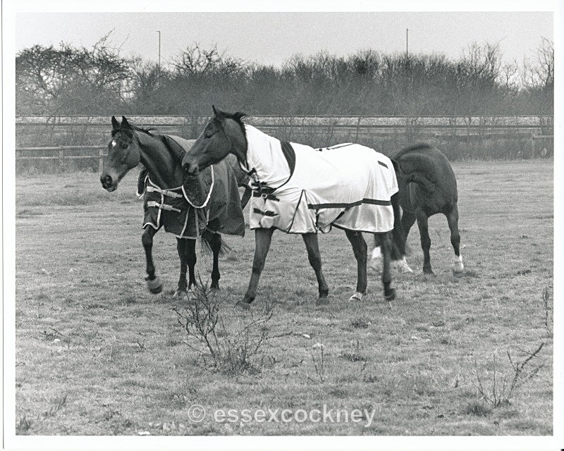  - Local residents of the hairy kind Benfleet and Essex
