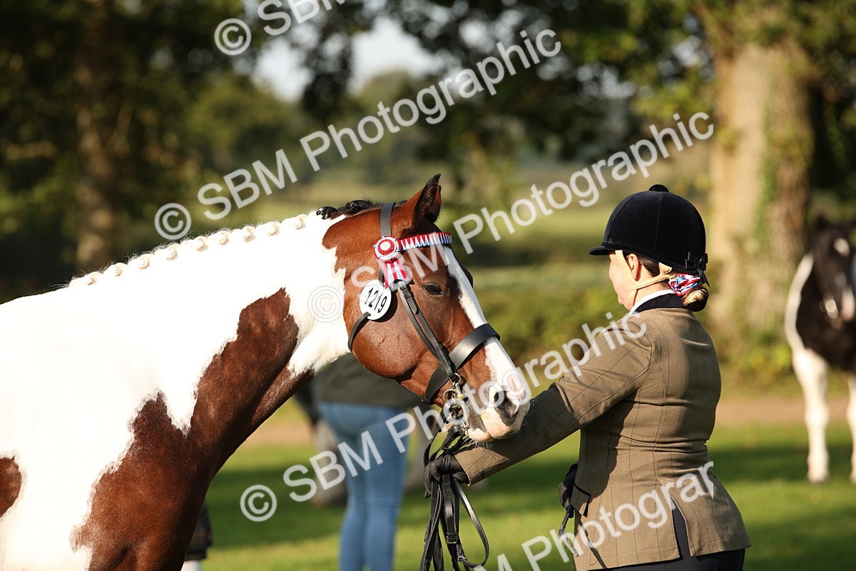 SBM_58752 - S51 - Piebald & Skewbald Horse In Hand