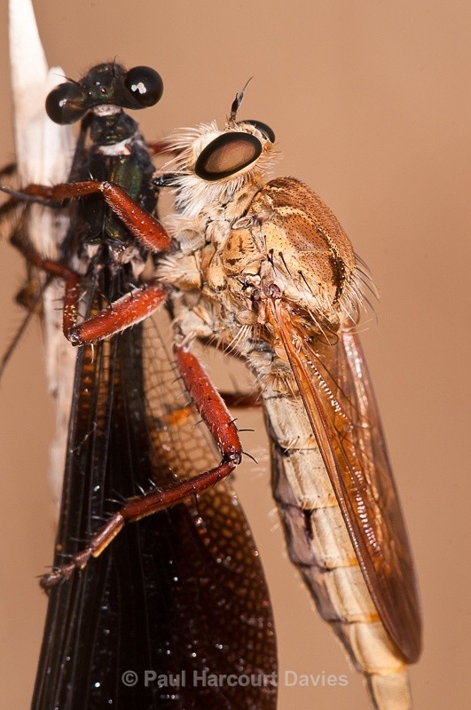 - Bugs: Macro insects