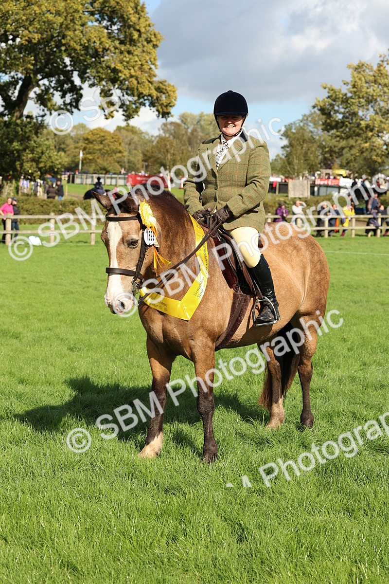 SBM_45557 - S33 - Working Hunter Pony