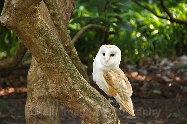 Barn Owl - BIRDS