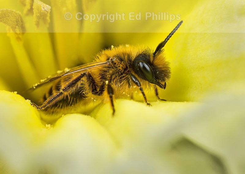 Andrena flavipes (m)