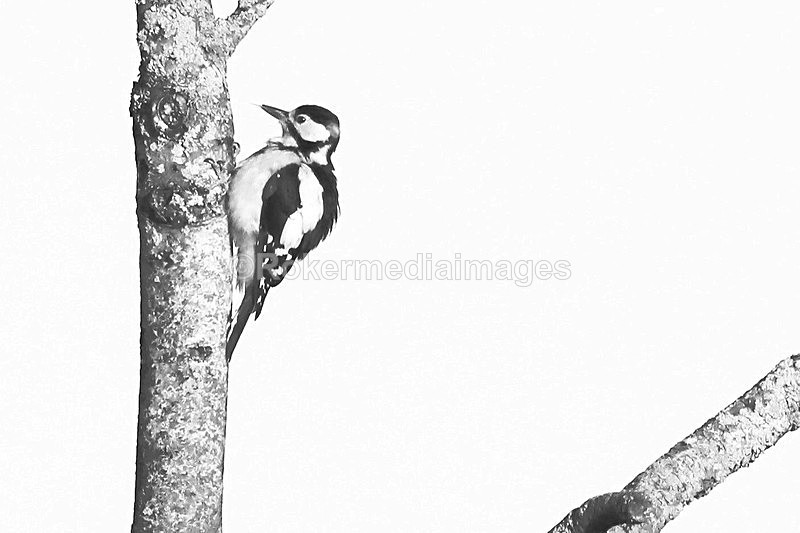  - Wildlife