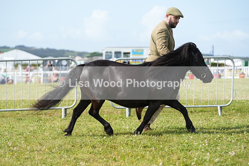 DSC05239 - Class 49: NPS Shetland 4 years and over