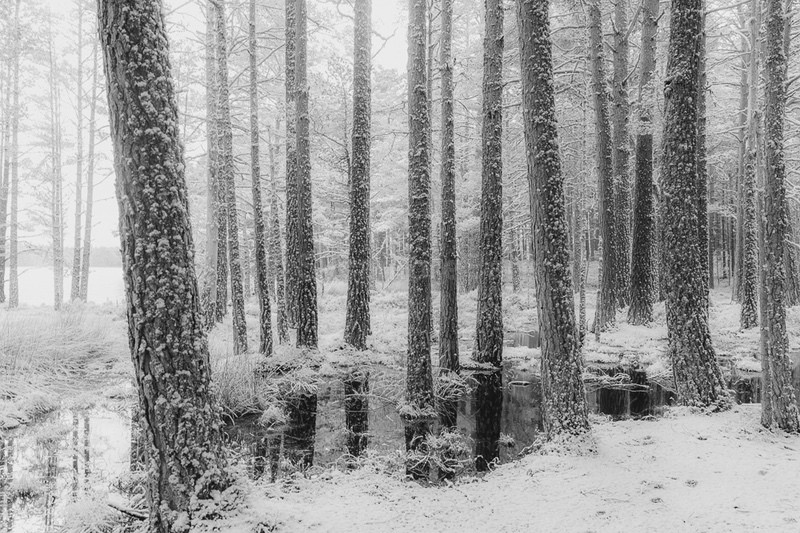 Snow showers at Loch Garten - Scotland