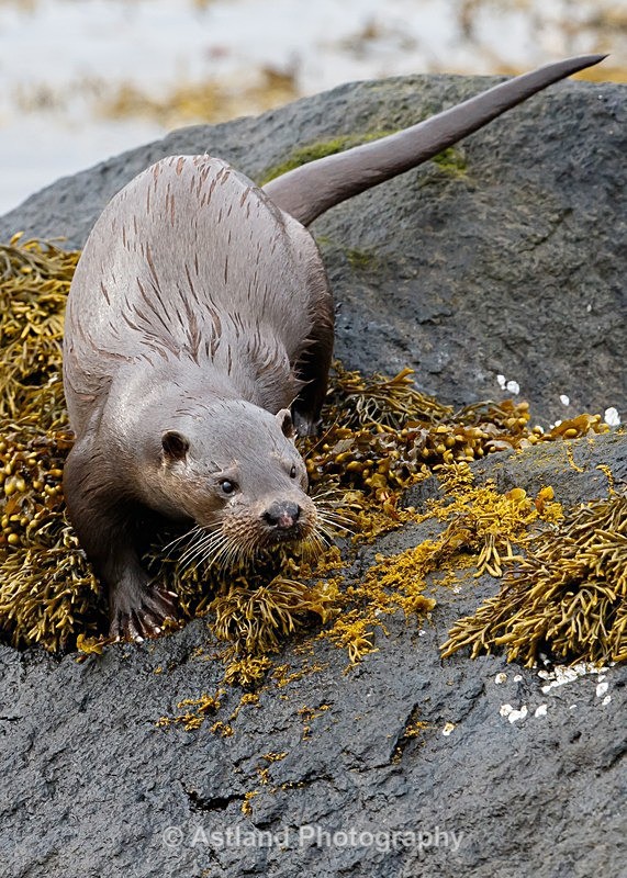 Astland Photography, Bird and Wildlife Images, Susan and Peter Wilson, U.K.