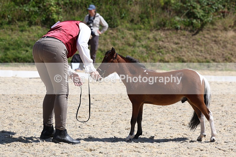 3E7A9490 - Class 30: Mnititature Horse
