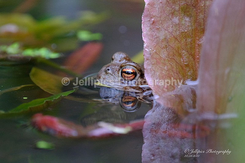  - Wildlife and Nature