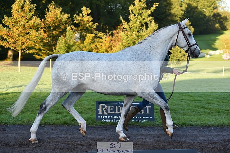 231022-084644-21352 - 631-BRIGHT.RINCO-Maisie.Morgan-TrotUp+SJ