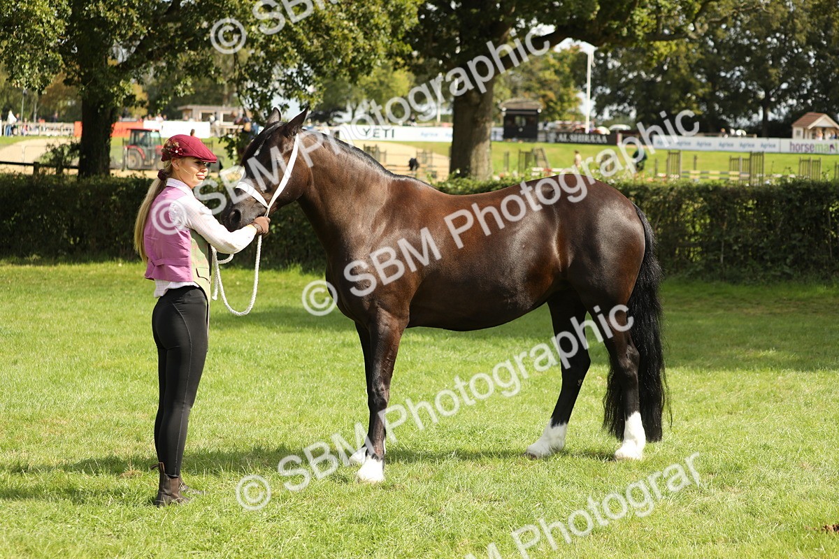 SBM_65450 - S47 - Mountain & Moorland In Hand Large Breeds