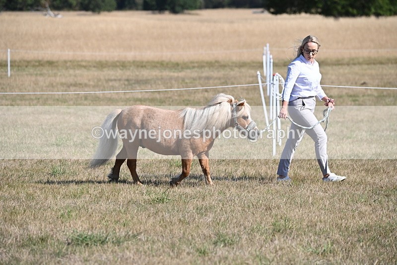 WJ6_7185 - Class 33 Rescue Pony