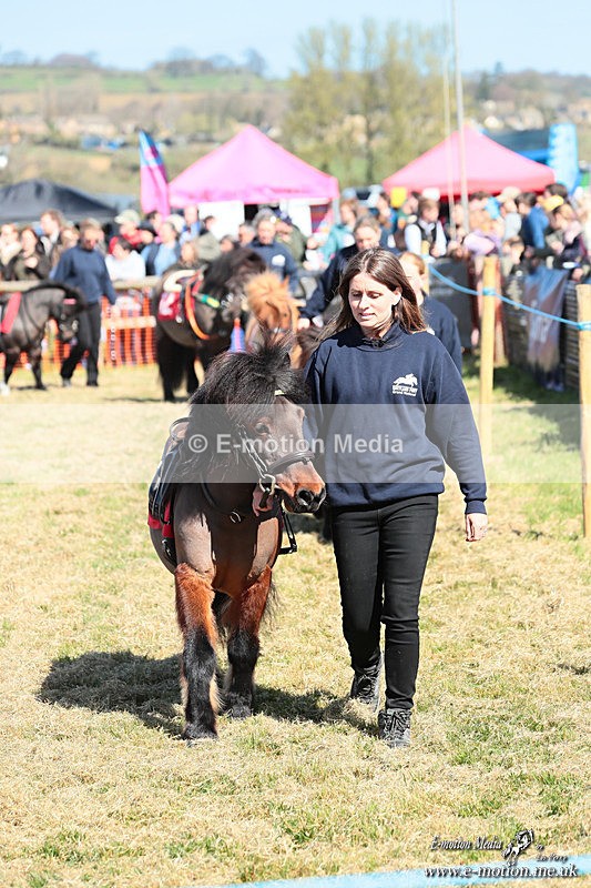 Shet 060426 39 - Shetland Pony Racing Paxford Races Easter Mon 06/04/26