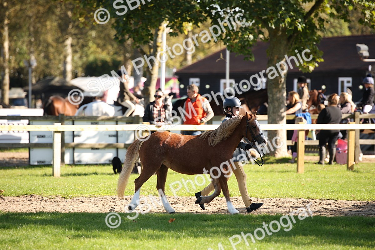 SBM_36552 - S10 - Best In Hand Horse & Pony