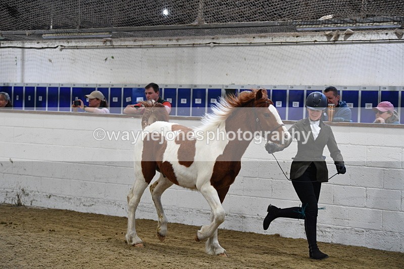 WJ5_3428 - Class 1 Youngstock