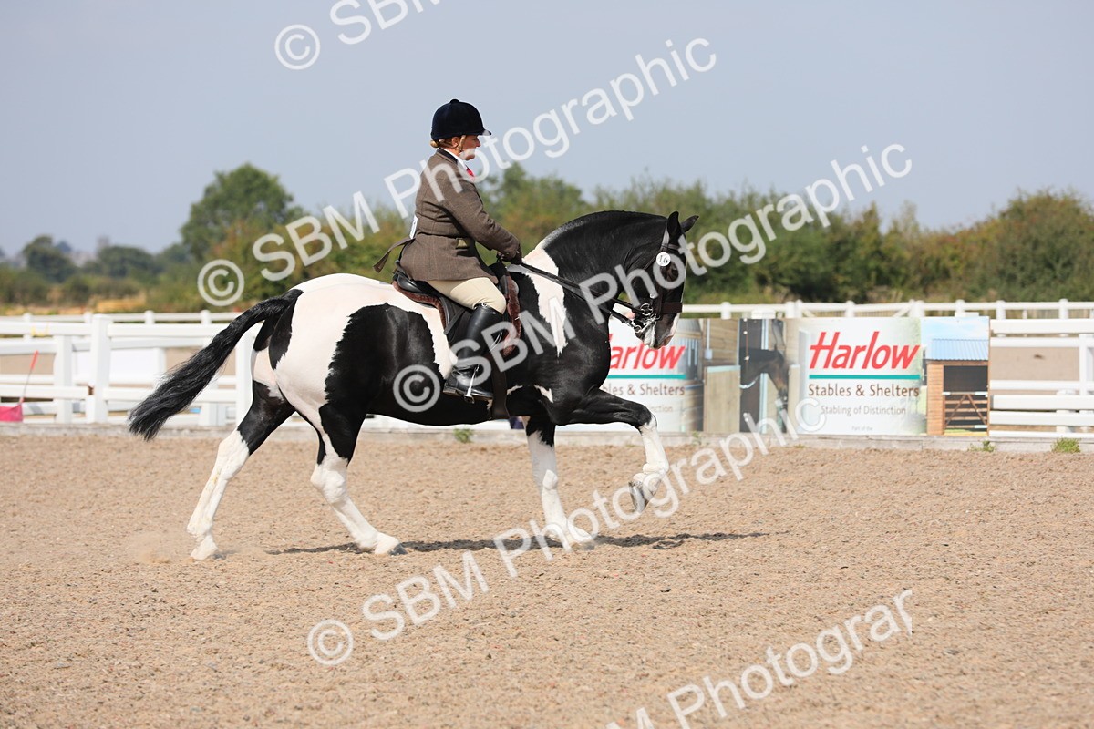 SBM_13491 - Class 308 Ridden Coloured Horse