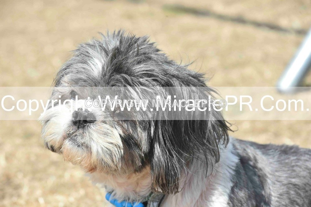 SH4_0090 - Dog show.