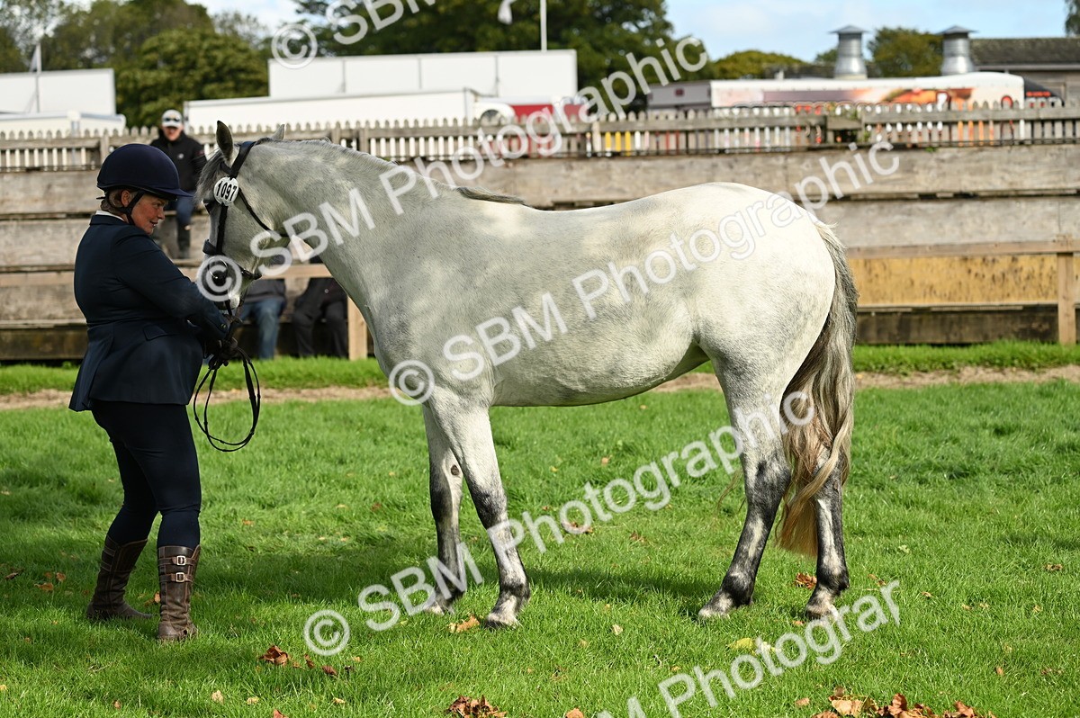 SBM_25013 - S5 - Novice & Newcomer In hand