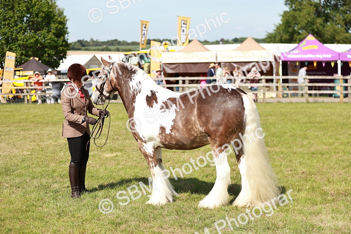 SBM_08834 - Class 63-65 - Traditional Gypsy Cobs In Hand & Ridden