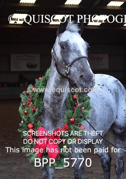 BPP_5770 - Marion West pony 2