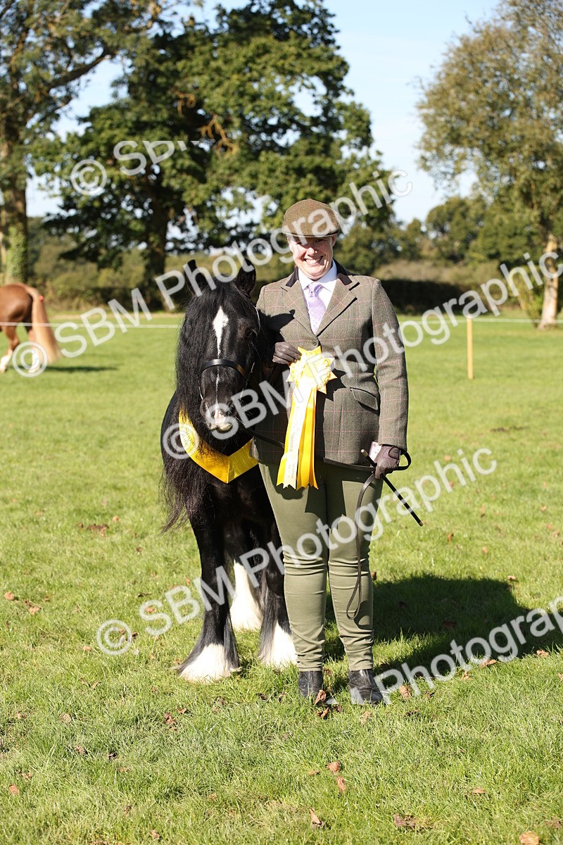 SBM_36684 - S10 - Best In Hand Horse & Pony