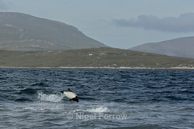 Commerson's Dolphin breaching, West Point Island, The Falklands - Dolphin