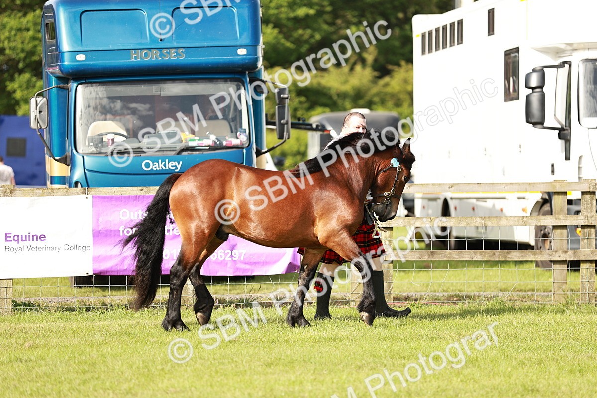 SBM_00672 - Class 14-23 - Mountain & Moorland In Hand Non Welsh