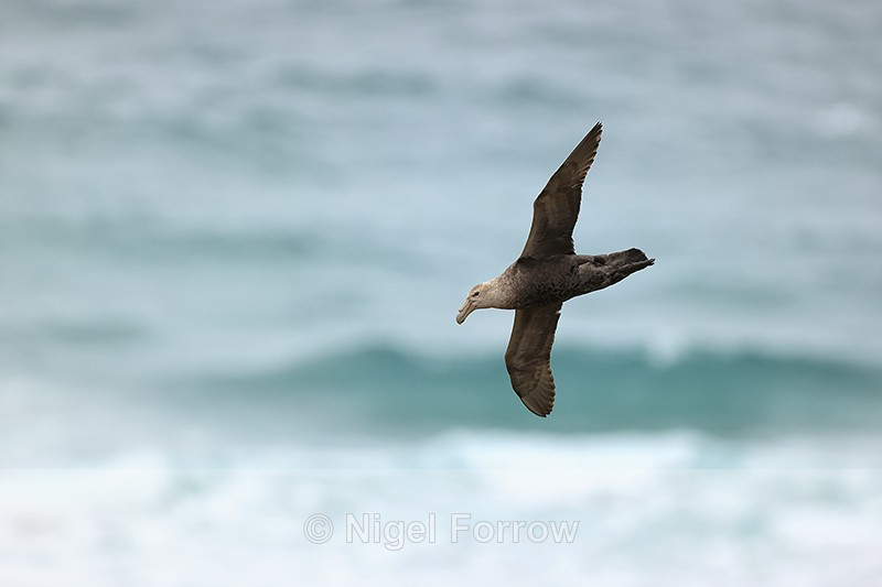 Southern Giant Petrel, Sauunders Island, Falklands - Southern Giant Petrel