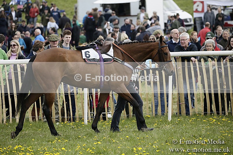 PtP 170417 211 - Old Berks Point-to-Point Lockinge 17/04/17