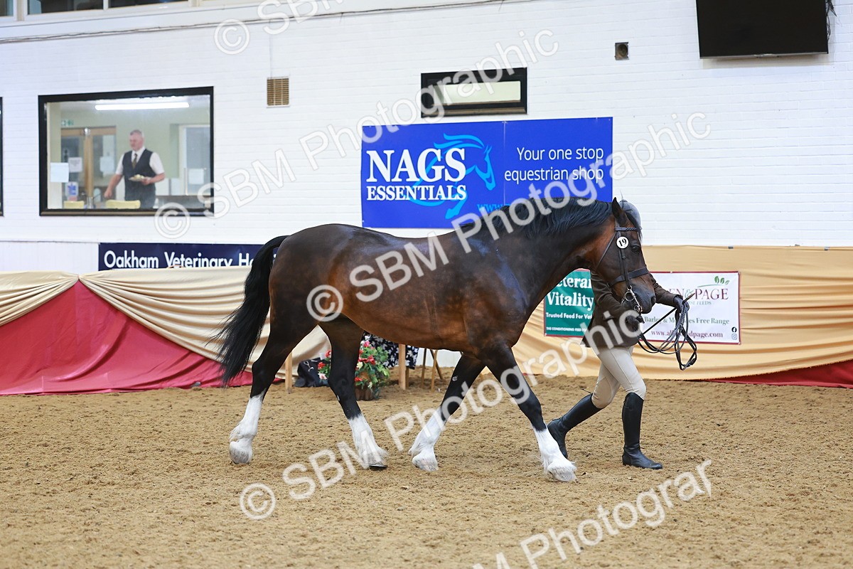 SBM_12619 - Class 103 - HOYS Veteran Qualifier - Ridden Pre Vet