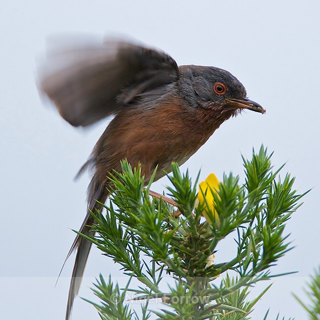 Dartford Warbler about to take off from a gorse bush at Arne - Dartford Warbler