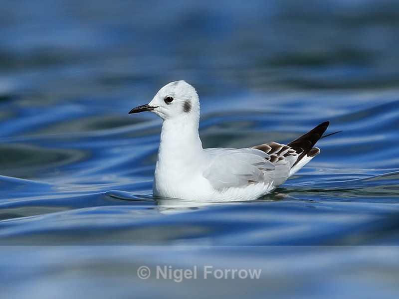 Bonaparte's Gull, Farmoor Reservoir - Bonaparte's Gull