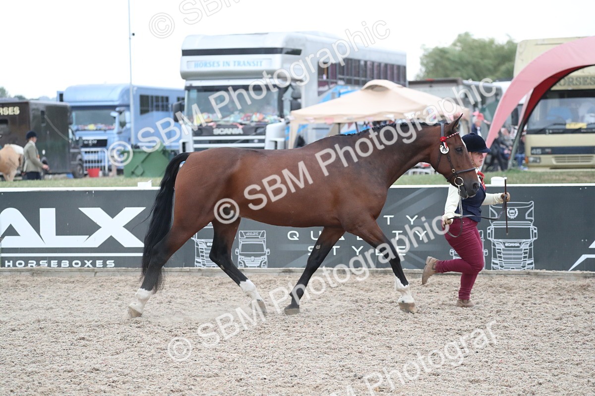 SBM_18291 - Class 318 IH Part bred Horse/Pony