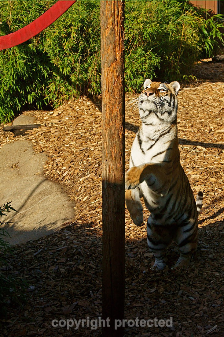 Amur Tiger - Taiga - Big Cats
