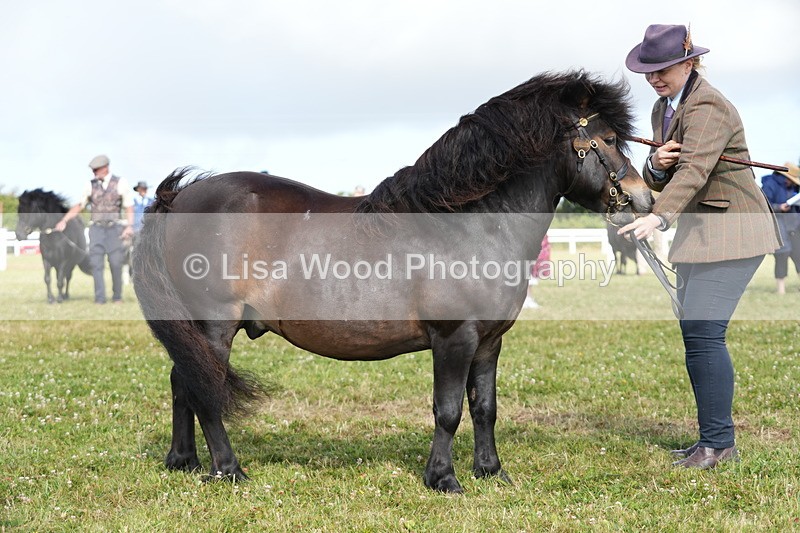 DSC05313 - Class 49: NPS Shetland 4 years and over