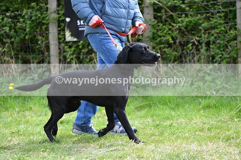 WJ5_9590 - Class 3 Most Handsome Dog