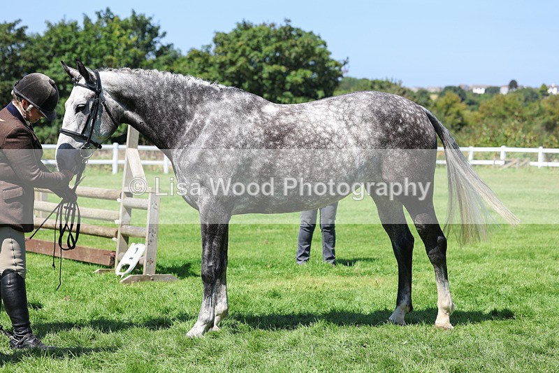 3E7A9052 - Class 6: Open Working Horse