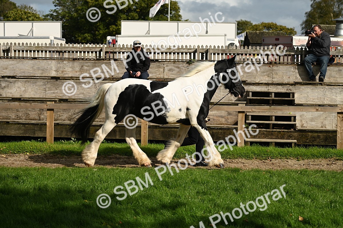 SBM_24960 - S5 - Novice & Newcomer In hand