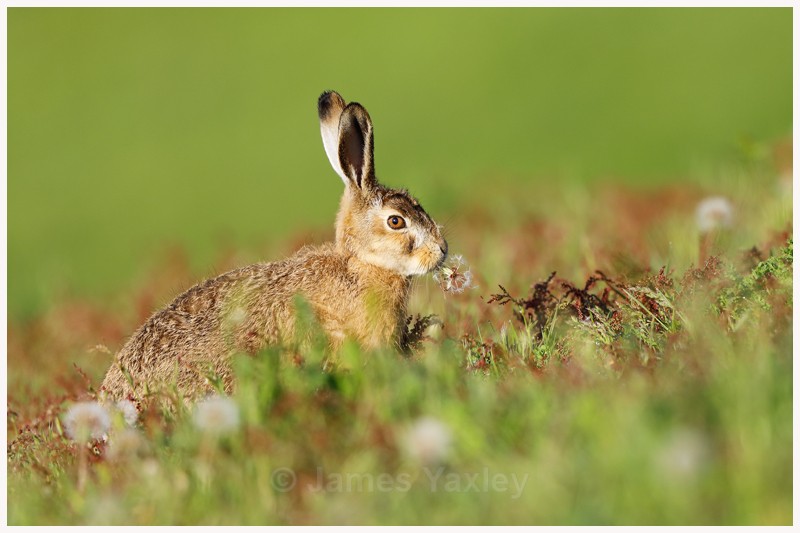 Brown Hare eating Dandelion  - Latest Work